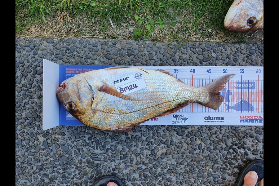 Graeme Mckay caught this 48.0cm Snapper at Bay of Plenty during The Export NZ Fishing Competition