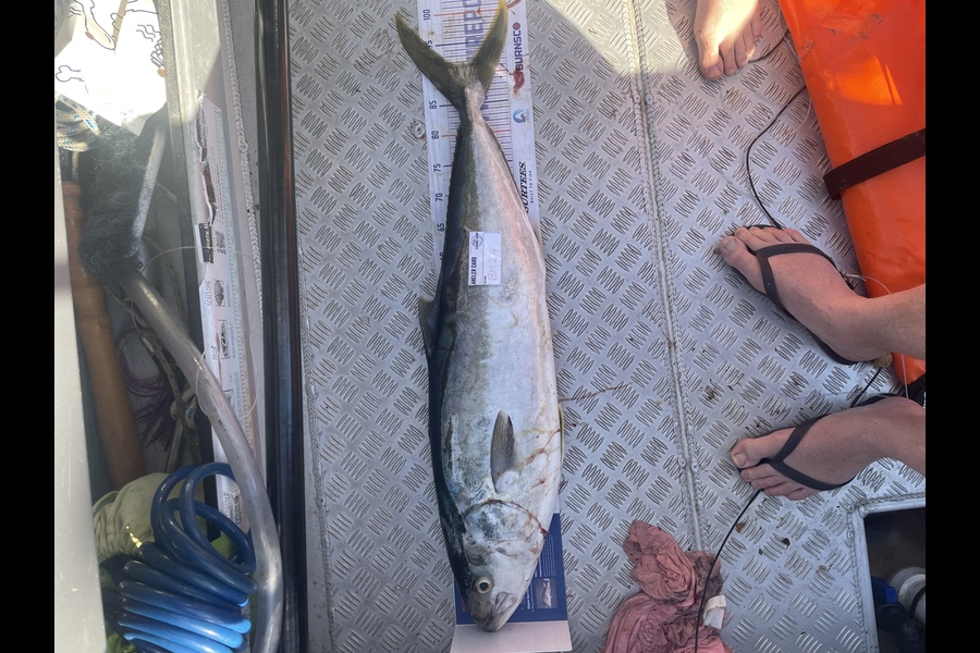 Shanon Imms caught this 92.0cm Kingfish at Northland during The Export NZ Fishing Competition