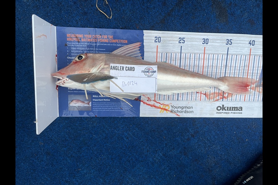 Reece Harvey caught this 40.0cm Gurnard at Nelson/Marlborough during The Export NZ Fishing Competition