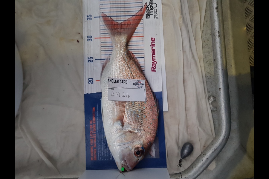 Carolyn Rose caught this 33cm Snapper at Nelson/Marlborough during The Export NZ Fishing Competition
