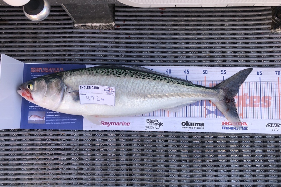 Koen Breman caught this 57.5cm Kahawai at Taranaki during The Export NZ Fishing Competition