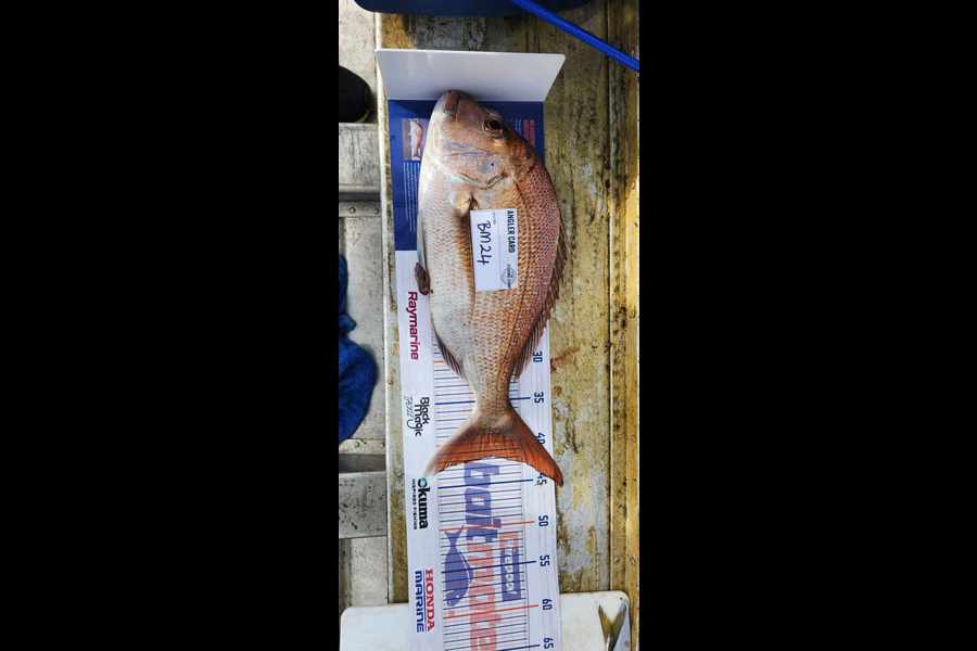 Aaron Jones caught this 41.5cm Snapper at Auckland during The Export NZ Fishing Competition