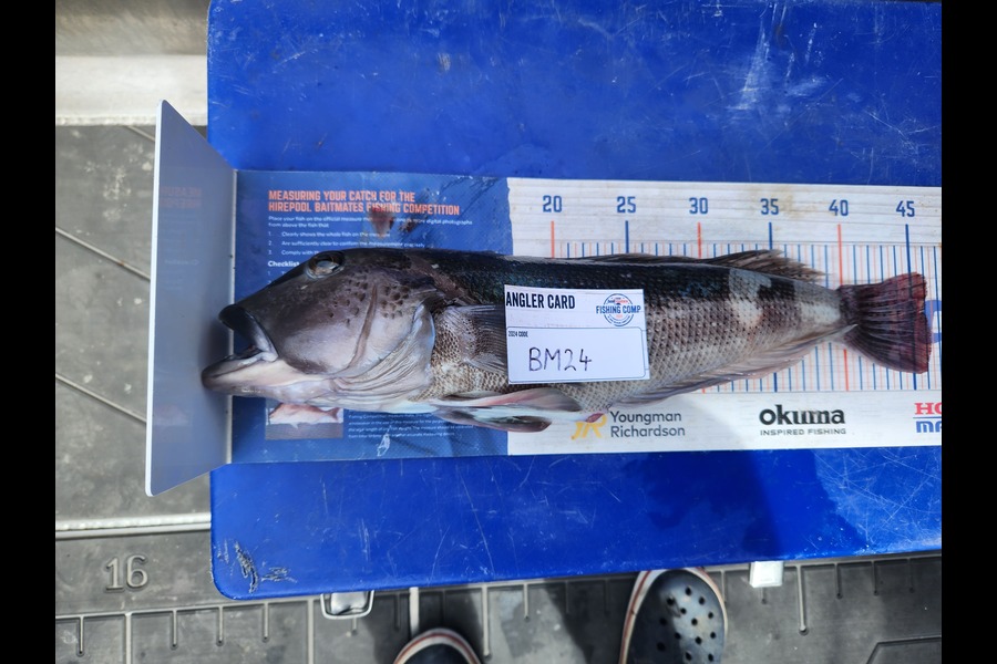 Jim Williams caught this 46.0cm Blue Cod at Nelson/Marlborough during The Export NZ Fishing Competition