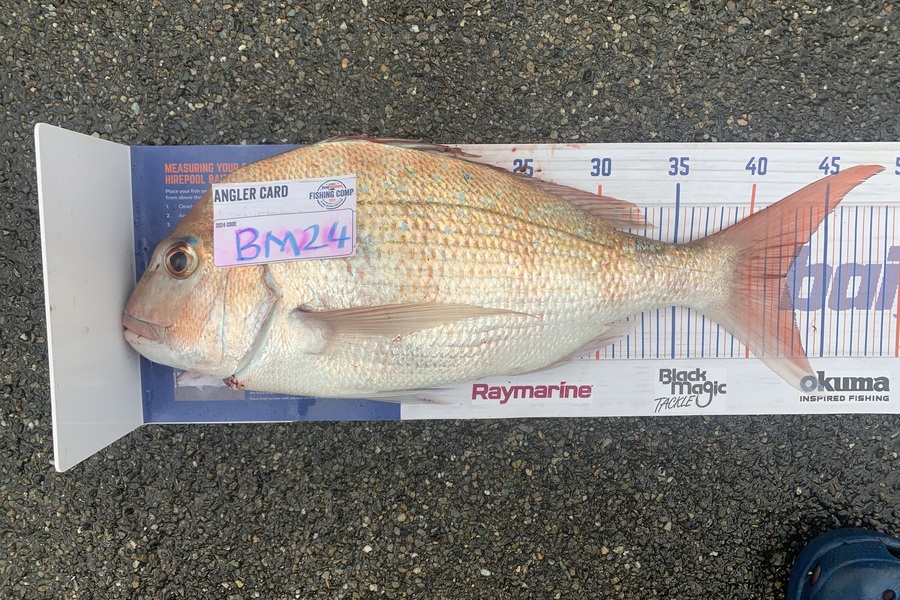 Jonathan Brown caught this 42.5cm Snapper at Nelson/Marlborough during The Export NZ Fishing Competition
