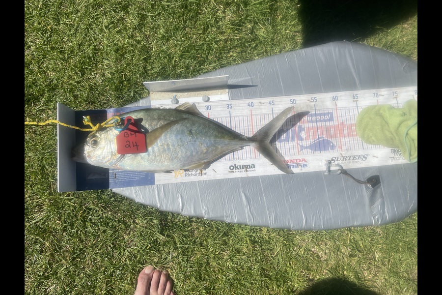 Graeme Duncan caught this 43.0cm Trevally at Bay of Plenty during The Export NZ Fishing Competition
