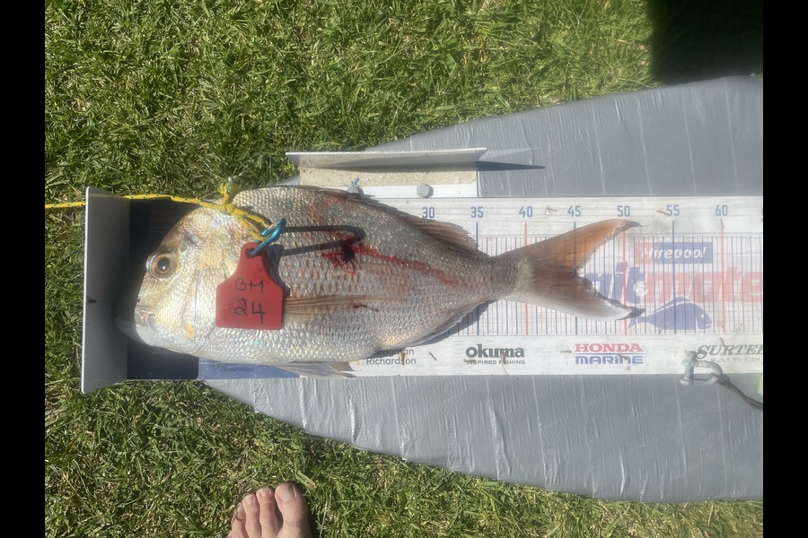 Graeme Duncan caught this 44.5cm Snapper at Bay of Plenty during The Export NZ Fishing Competition