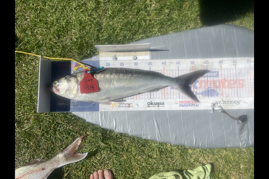 Graeme Duncan caught this 48.0cm Kahawai at Bay of Plenty during The Export NZ Fishing Competition
