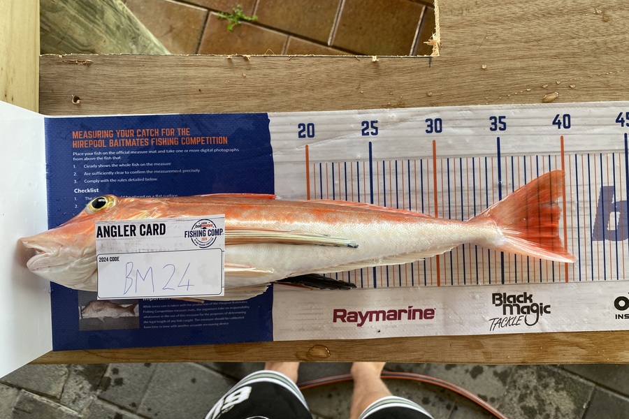 Thijs Breman caught this 39.5cm Gurnard at Taranaki during The Export NZ Fishing Competition