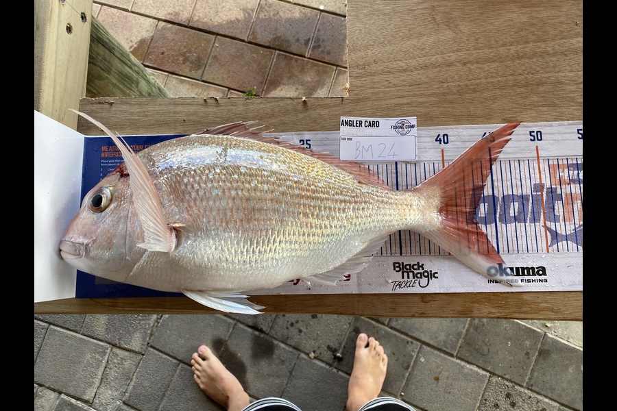 Thijs Breman caught this 43.0cm Snapper at Taranaki during The Export NZ Fishing Competition