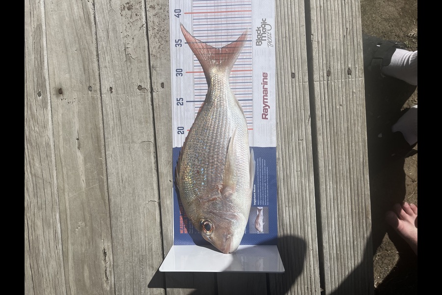 Brylie adams caught this 34.0cm Snapper at Coromandel during The Export NZ Fishing Competition