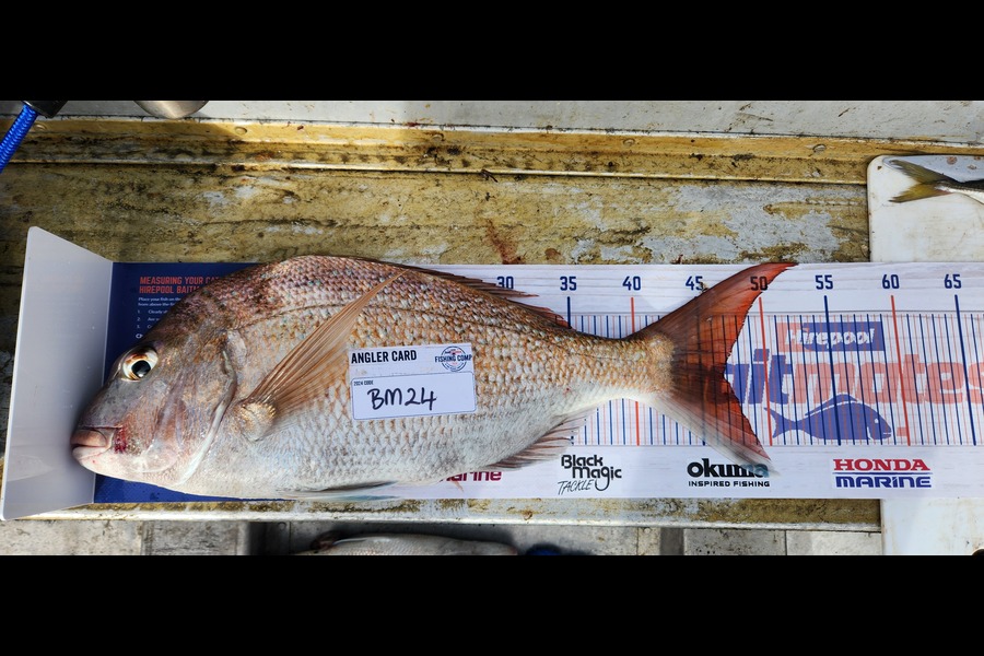 Reid Soole caught this 46.5cm Snapper at Auckland during The Export NZ Fishing Competition