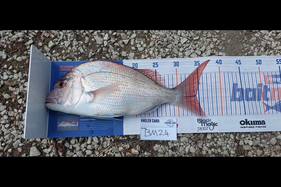 Hayden Walker caught this 34.5cm Snapper at Taranaki during The Export NZ Fishing Competition
