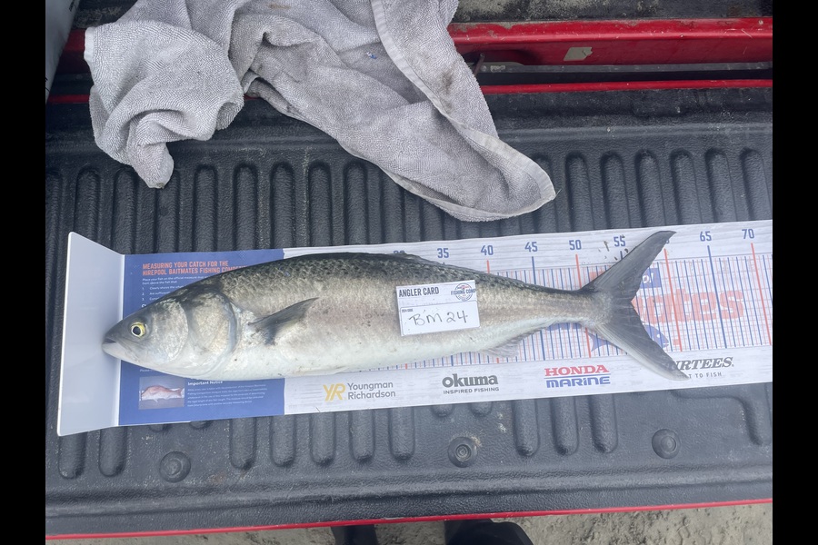 Neville Cane caught this 55cm Kahawai at Canterbury during The Export NZ Fishing Competition