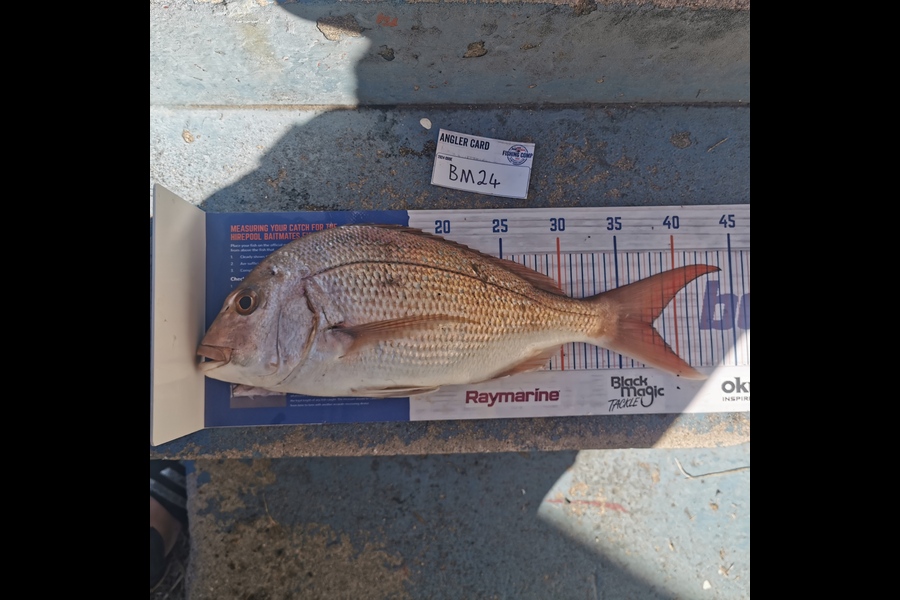 Kerry Williamson caught this 37.5cm Snapper at Bay of Plenty during The Export NZ Fishing Competition