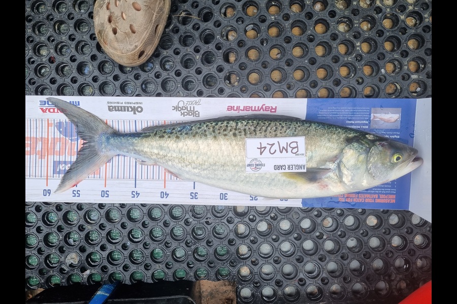 Brendan Taylor caught this 54.0cm Kahawai at Canterbury during The Export NZ Fishing Competition