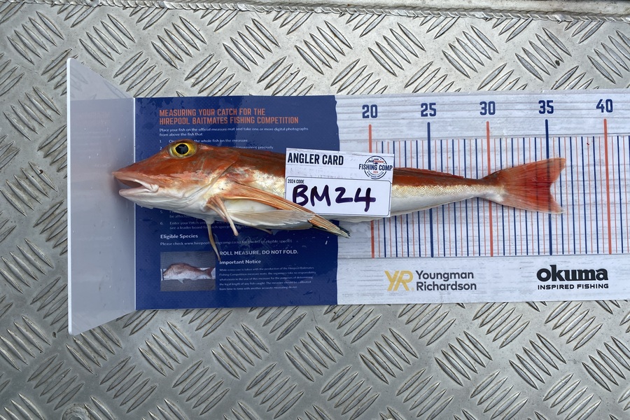 Jack  Runciman  caught this 35.0cm Gurnard at Northland during The Export NZ Fishing Competition