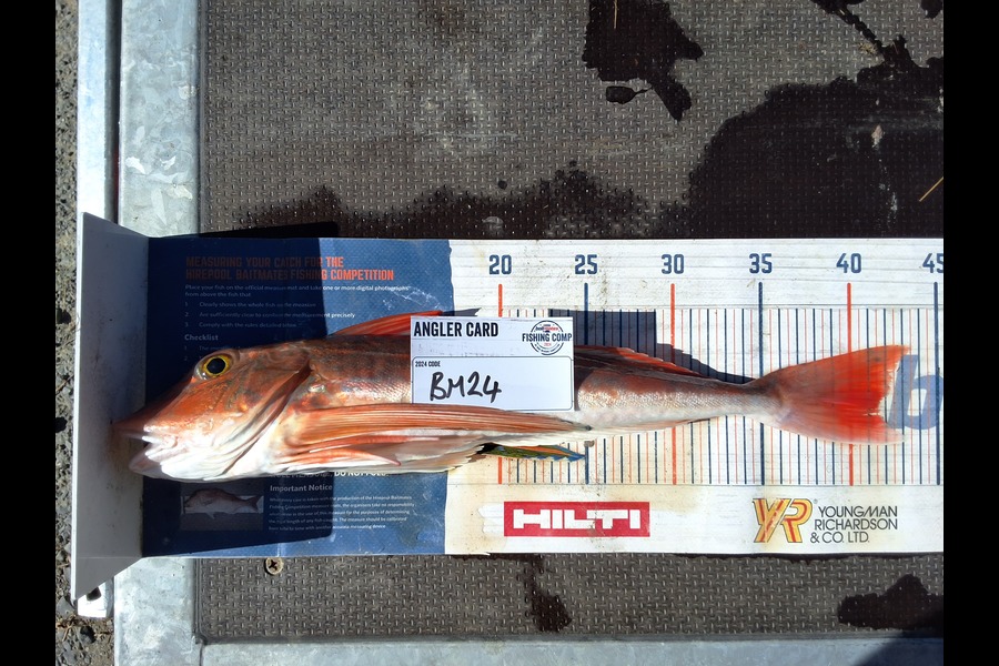 Nigel Sylva caught this 41.5cm Gurnard at Wellington during The Export NZ Fishing Competition