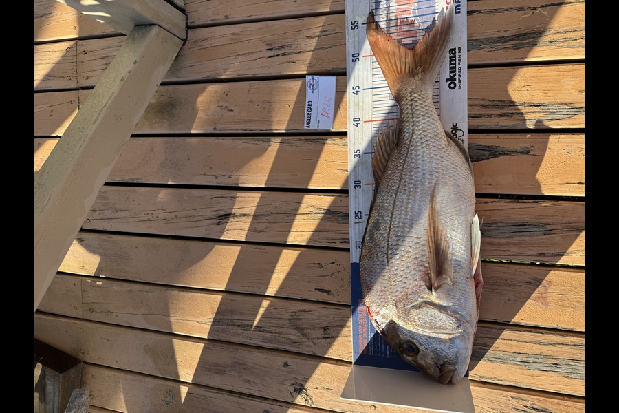 Matthew Schoonderwoerd caught this 50cm Snapper at Coromandel during The Export NZ Fishing Competition