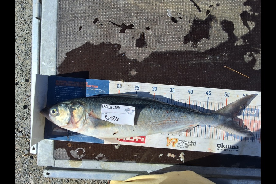 Nigel Sylva caught this 51.0cm Kahawai at Wellington during The Export NZ Fishing Competition