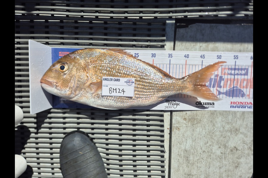 Scott Taylor caught this 46.0cm Snapper at Bay of Plenty during The Export NZ Fishing Competition