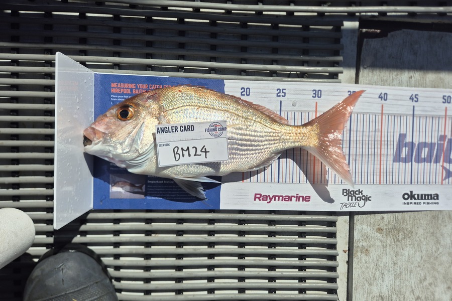 Maria Livingstone caught this 33.0cm Snapper at Bay of Plenty during The Export NZ Fishing Competition
