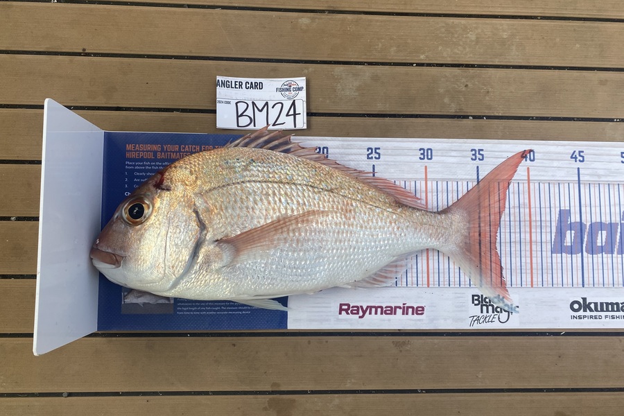 Ruby Boshier caught this 36.5cm Snapper at Auckland during The Export NZ Fishing Competition