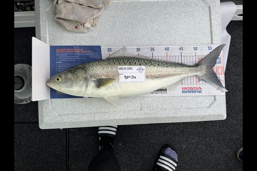 Melanie Bethell caught this 55.5cm Kahawai at Bay of Plenty during The Export NZ Fishing Competition