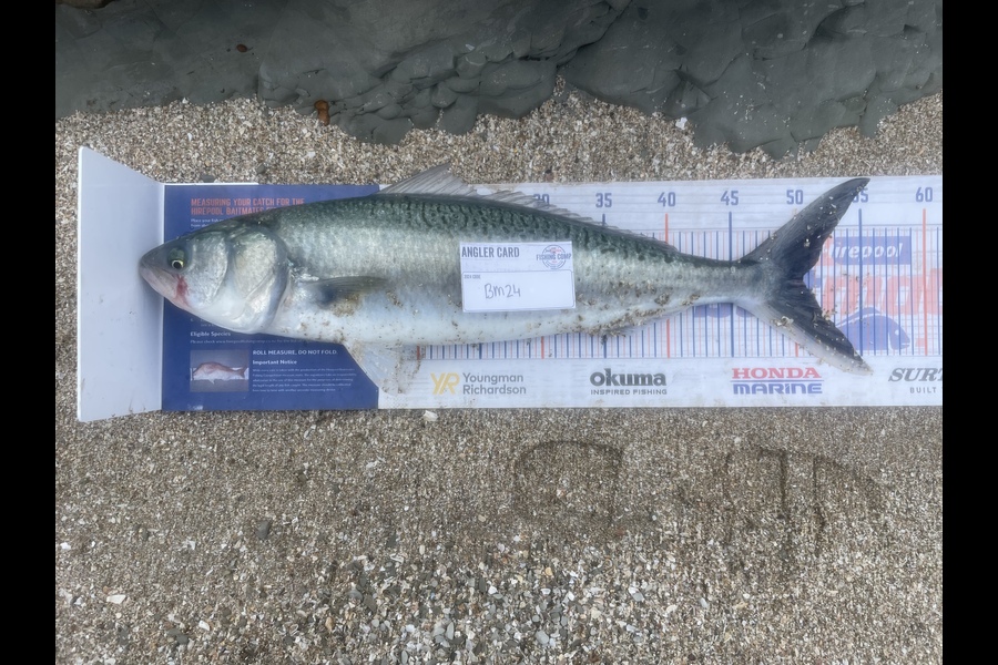 Niamh McGuane caught this 50.5cm Kahawai at Hawkes Bay during The Export NZ Fishing Competition