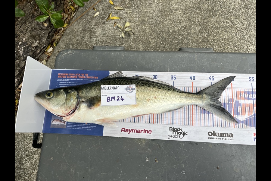 Carol Owens caught this 46.0cm Kahawai at Northland during The Export NZ Fishing Competition