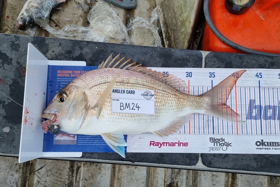 Jayden Emtage caught this 37.5cm Snapper at Northland during The Export NZ Fishing Competition
