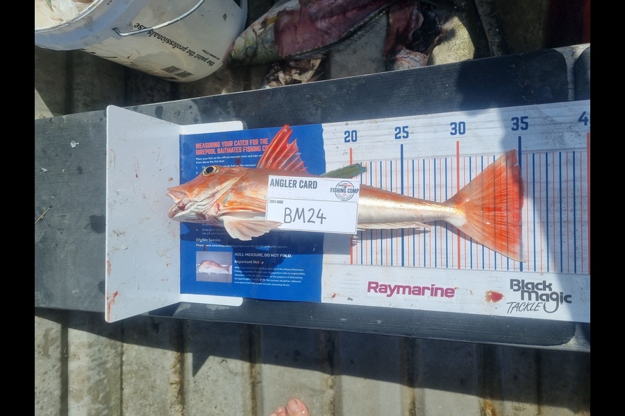 Jayden Emtage caught this 34.5cm Gurnard at Northland during The Export NZ Fishing Competition