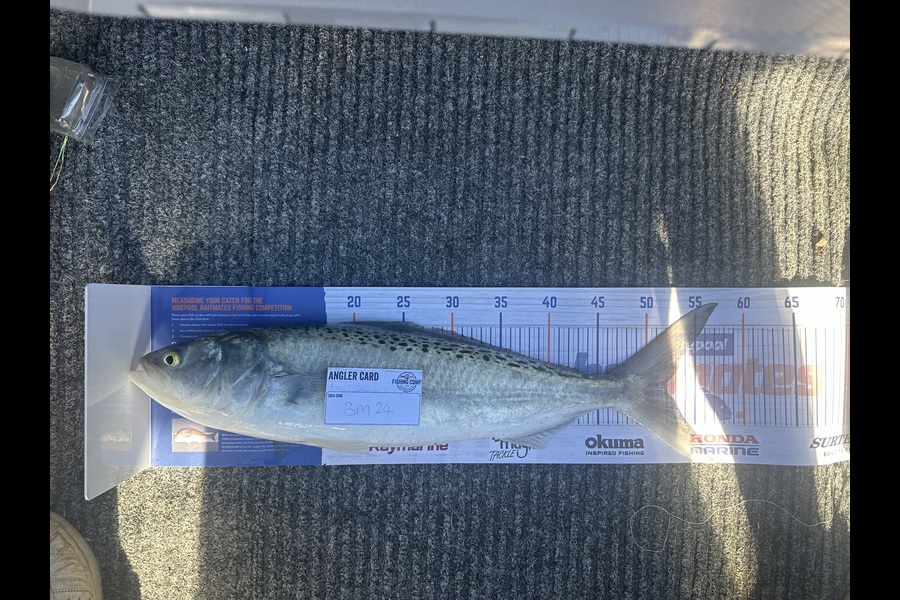 George Campbell caught this 52.0cm Kahawai at Coromandel during The Export NZ Fishing Competition