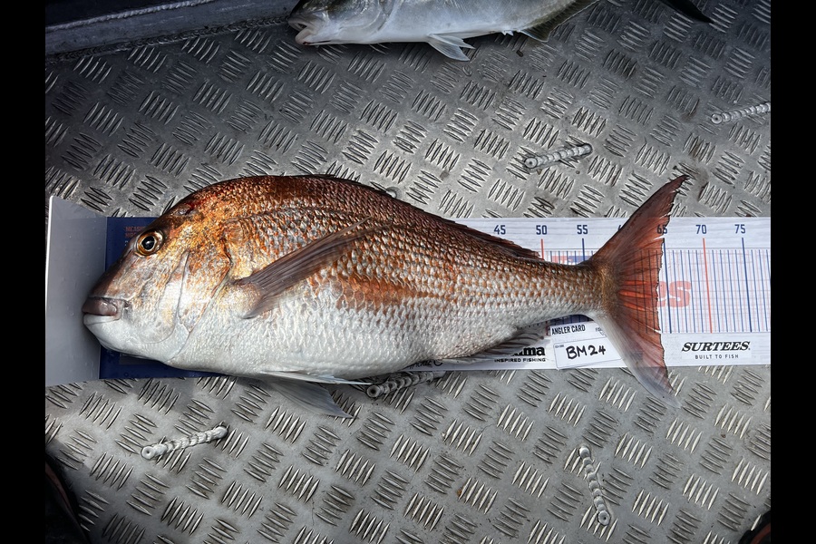 Teghan Errington caught this 64.0cm Snapper at Northland during The Export NZ Fishing Competition