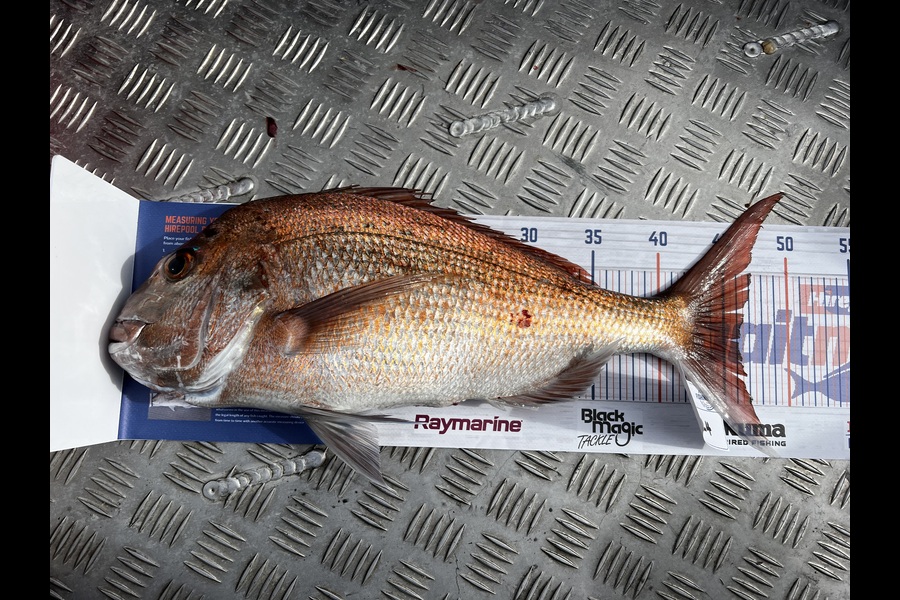 Teghan Errington caught this 46.0cm Snapper at Northland during The Export NZ Fishing Competition