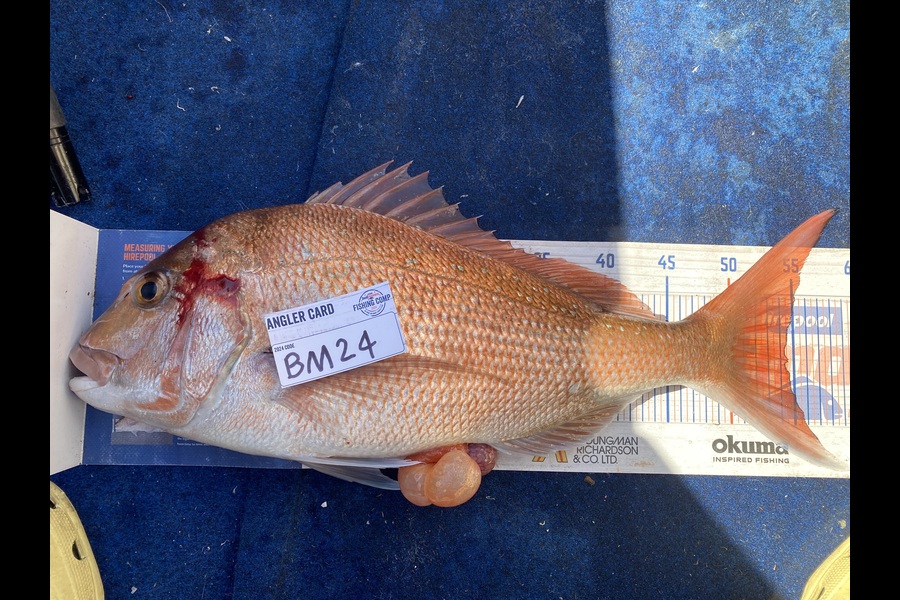 Elliot Gordon caught this 54.5cm Snapper at Bay of Plenty during The Export NZ Fishing Competition