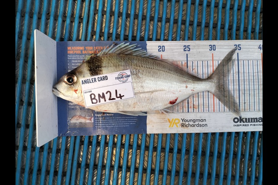 Levi kendall caught this 32.5cm Tarakihi at Taranaki during The Export NZ Fishing Competition