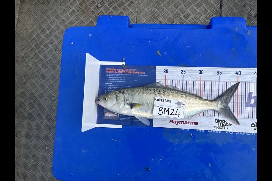 Dillon Ratima caught this 37.5cm Kahawai at Auckland during The Export NZ Fishing Competition