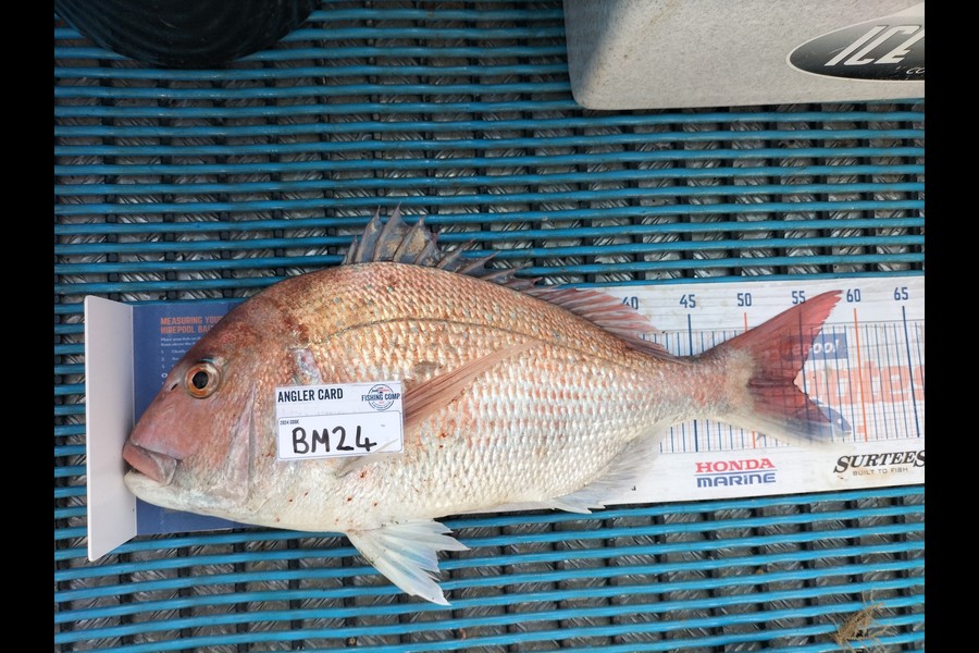 Levi kendall caught this 54.0cm Snapper at Taranaki during The Export NZ Fishing Competition