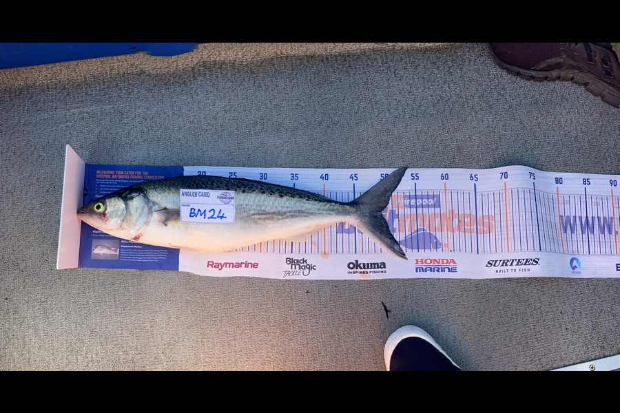 Kevin Bentley caught this 48.0cm Kahawai at Waikato during The Export NZ Fishing Competition