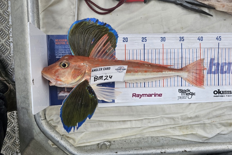 Phillip Rose caught this 41.0cm Gurnard at Nelson/Marlborough during The Export NZ Fishing Competition