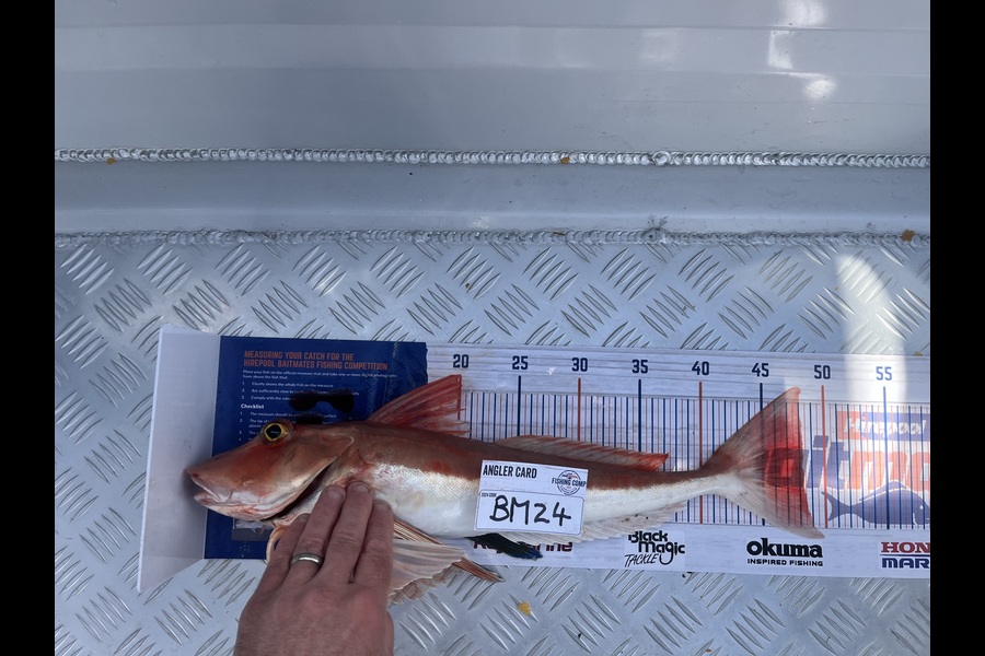 Paul Olson caught this 48.0cm Gurnard at Wellington during The Export NZ Fishing Competition