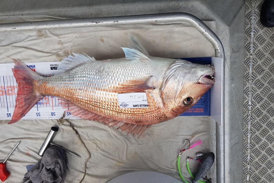Carolyn Rose caught this 60.5cm Snapper at Nelson/Marlborough during The Export NZ Fishing Competition
