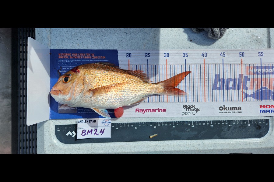 Zane Davidson caught this 31cm Snapper at Auckland during The Export NZ Fishing Competition