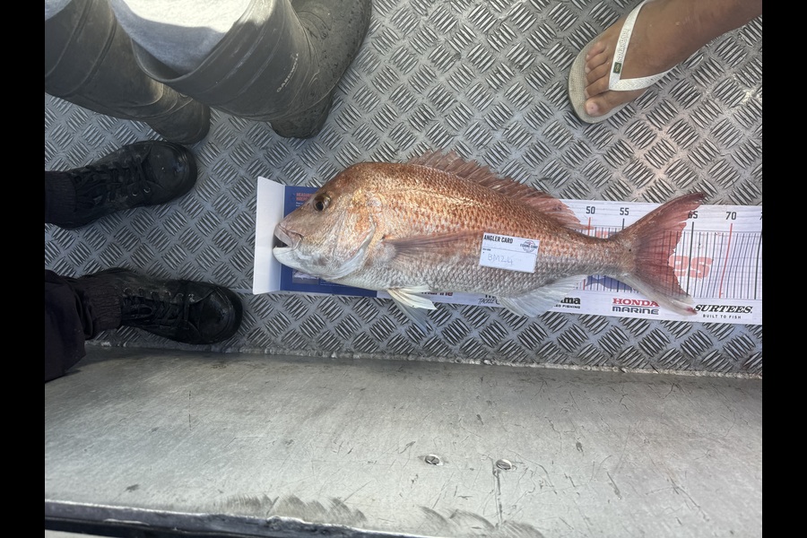 Jon Guillard caught this 62.0cm Snapper at Bay of Plenty during The Export NZ Fishing Competition