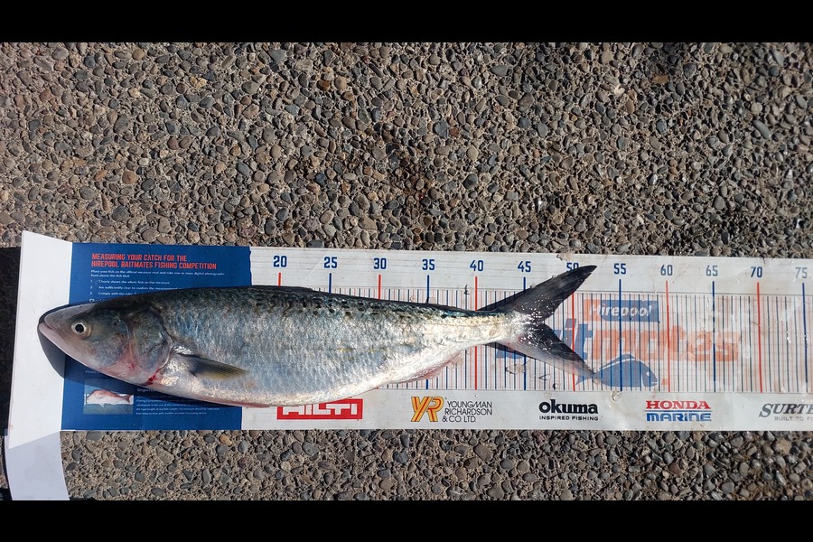 Jason Gray caught this 46.5cm Kahawai at Manawatu during The Export NZ Fishing Competition