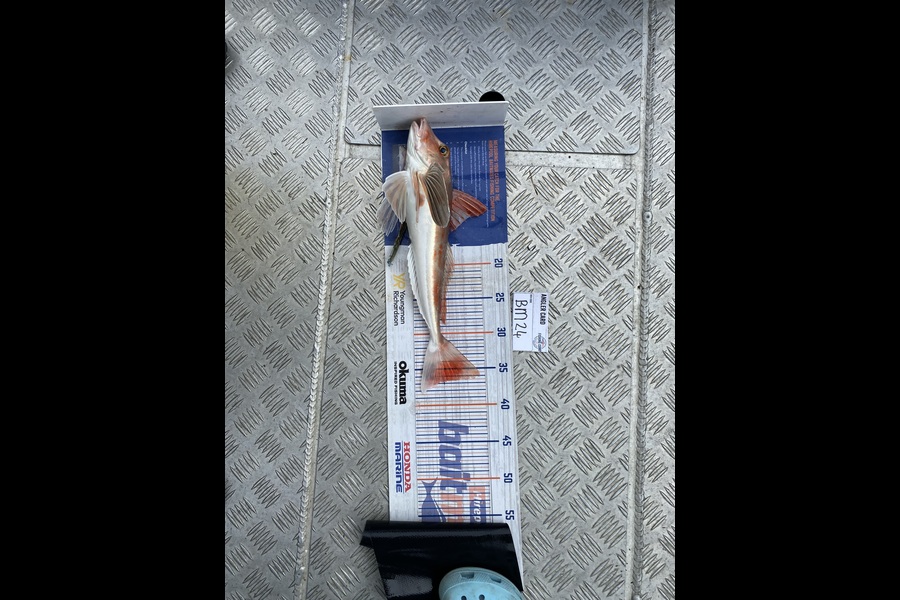 Tony Flowers caught this 36.0cm Gurnard at Wellington during The Export NZ Fishing Competition