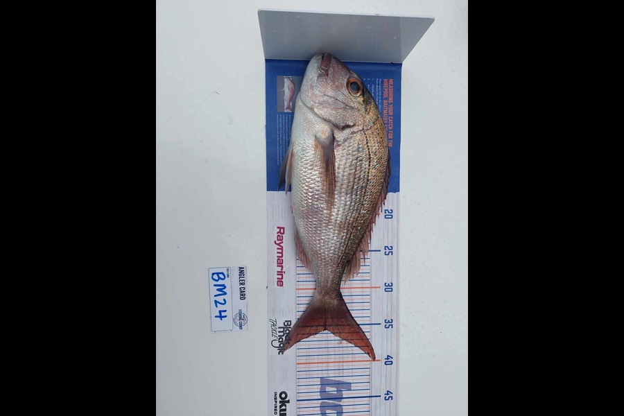 Blake de Vries caught this 35.5cm Snapper at Northland during The Export NZ Fishing Competition