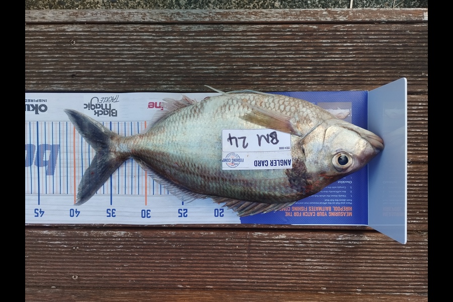 Duncan Pringle caught this 37.0cm Tarakihi at Wellington during The Export NZ Fishing Competition