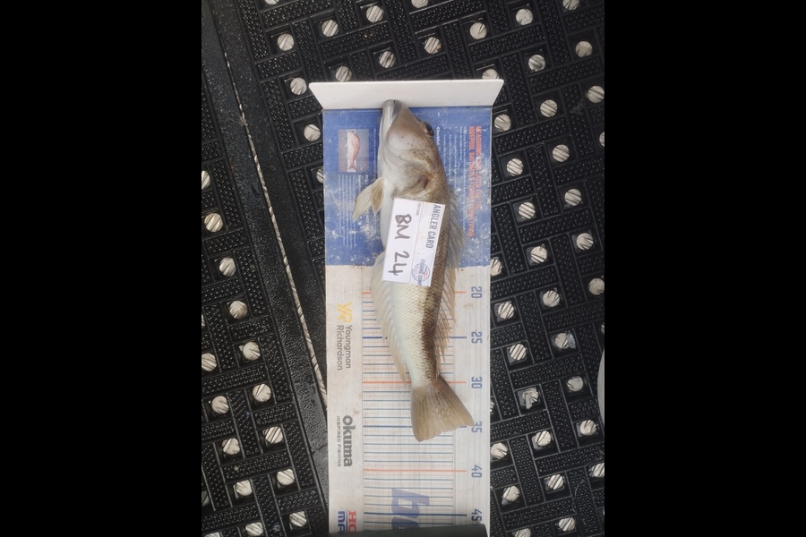 Duncan Pringle caught this 35.0cm Blue Cod at Wellington during The Export NZ Fishing Competition