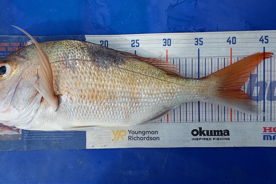 Sarah Jolliffe caught this 41cm Snapper at Auckland during The Export NZ Fishing Competition